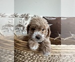 Puppy Rosie Goldendoodle (Miniature)
