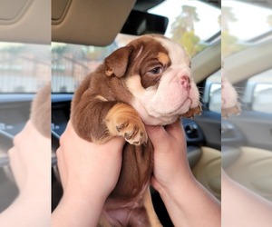 English Bulldog Puppy for sale in POPLAR, CA, USA