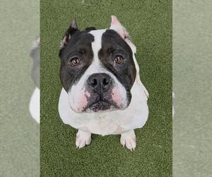 American Staffordshire Terrier Dogs for adoption in Fort Lauderdale, FL, USA