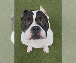 DIOR - Female American Staffordshire Terrier Dog for Adoption - Small photo