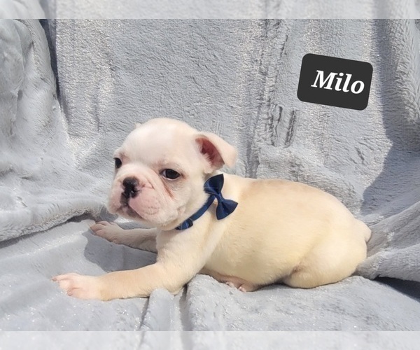 Medium Photo #3 Boston Terrier Puppy For Sale in MINERAL WELLS, WV, USA