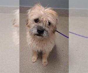 Mutt Dogs for adoption in Las Vegas, NV, USA