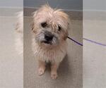 TOBY - Male Mutt Dog for Adoption - Small photo