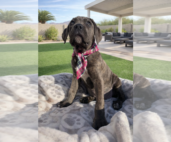 Medium Photo #2 Mutt Puppy For Sale in Goodyear, AZ, USA