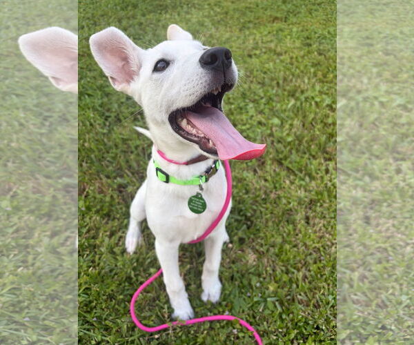 Medium Photo #6 Unknown-white german shepherd Mix Puppy For Sale in Royal Palm Beach, FL, USA