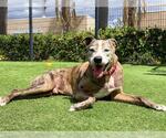 Small #1 Catahoula Leopard Dog