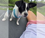 Small Photo #7 Jack Chi Puppy For Sale in Princeton, MN, USA