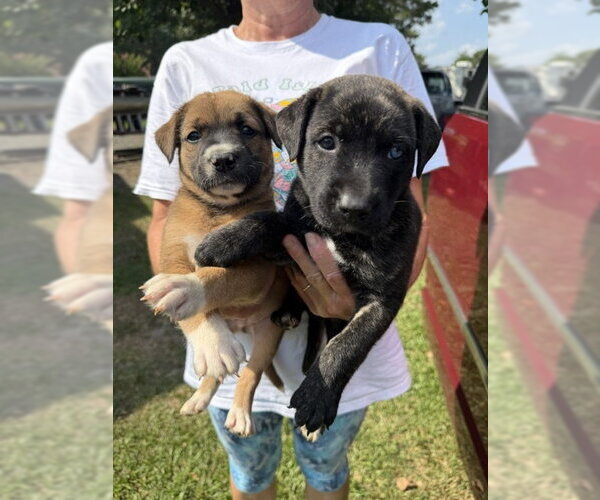 Medium Photo #2 Retriever -Unknown Mix Puppy For Sale in Jackson Township, NJ, USA