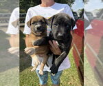 Small #1 Retriever  Mix