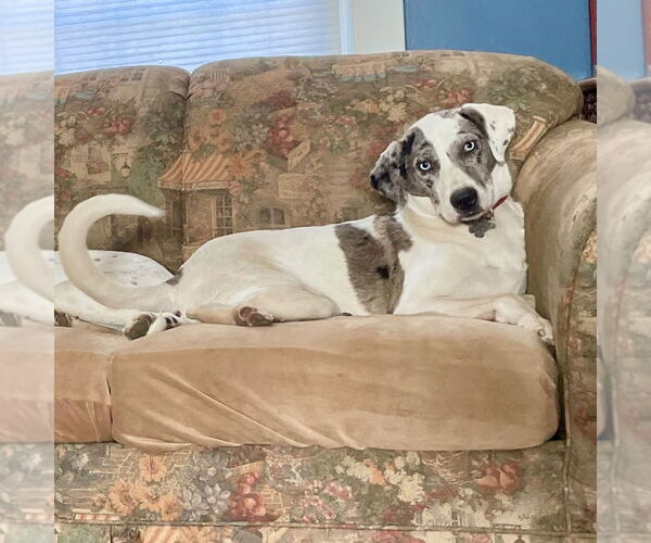 Medium Photo #2 Catahoula Leopard Dog-Unknown Mix Puppy For Sale in Canton, CT, USA