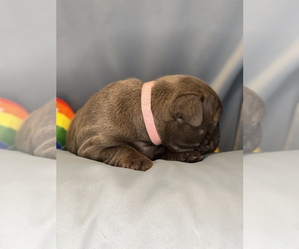Medium Photo #21 Faux Frenchbo Bulldog Puppy For Sale in HOODSPORT, WA, USA