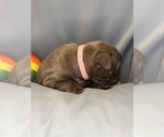 Small #2 Faux Frenchbo Bulldog