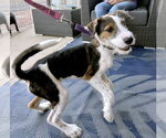 Small #9 Mutt