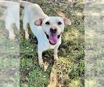 Small #1 Labrador Retriever Mix