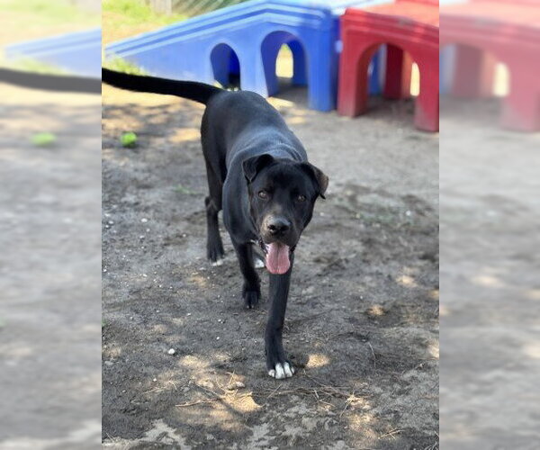 Medium Photo #3 Labrador Retriever-Unknown Mix Puppy For Sale in San Bernardino, CA, USA