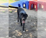 Small #2 Labrador Retriever Mix