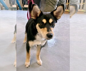 Aussie Siberian Dogs for adoption in GILBERTS, IL, USA