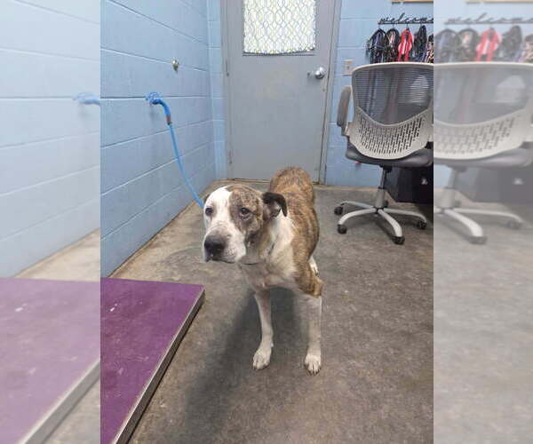 Medium Photo #3 American Pit Bull Terrier Puppy For Sale in Evansville, IN, USA