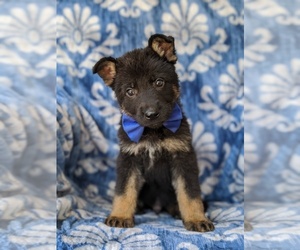 German Shepherd Dog Puppy for sale in QUARRYVILLE, PA, USA
