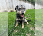 Small #2 Mutt