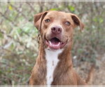 Kaiya - Female Labrador Retriever-Unknown Mix Dog for Adoption - Small photo