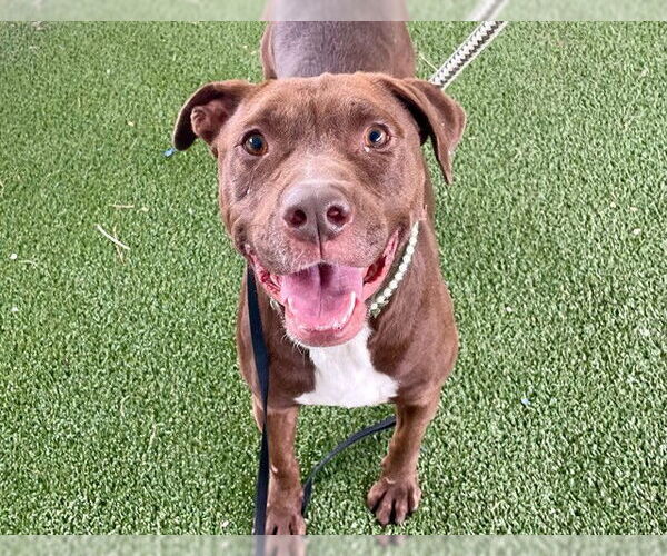 Medium Photo #3 American Pit Bull Terrier-Unknown Mix Puppy For Sale in Tavares, FL, USA