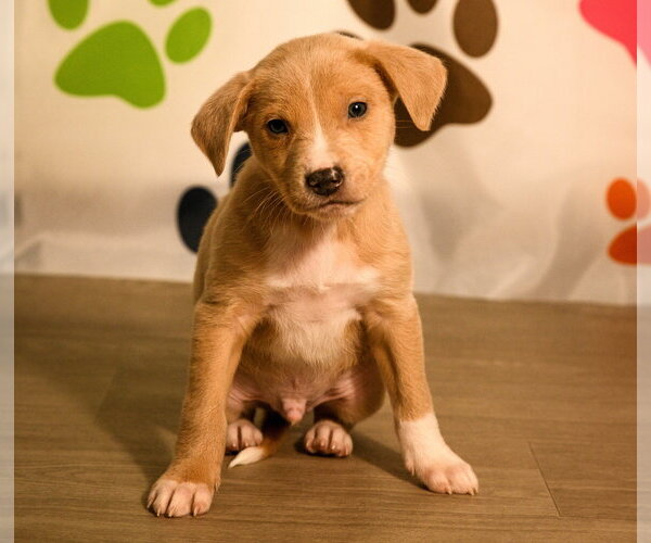 Medium Photo #2 Mutt Puppy For Sale in Brooklyn Center, MN, USA