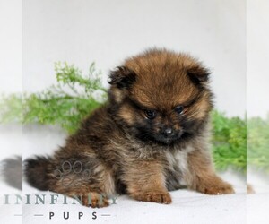 Pomeranian Puppy for sale in MANHEIM, PA, USA