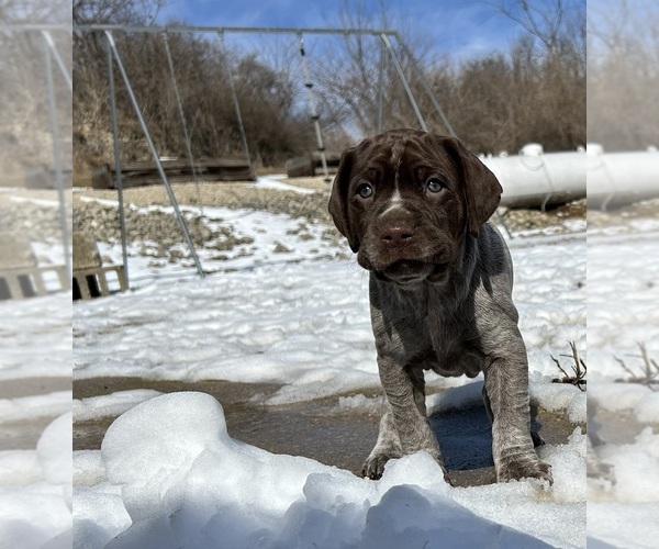 Medium Photo #5 German Shorthaired Pointer Puppy For Sale in STRAWBERRY POINT, IA, USA