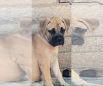 Puppy Scarlet Boxer-Bullmastiff Mix