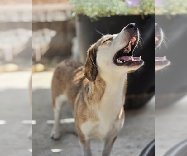 Medium Photo #11 Beagle-Unknown Mix Puppy For Sale in Lakewood, CO, USA
