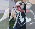 Small #3 American Pit Bull Terrier