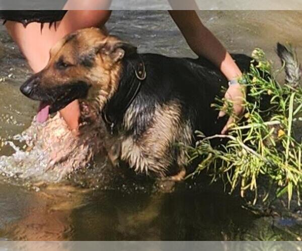 Medium Photo #2 German Shepherd Dog-Unknown Mix Puppy For Sale in Incline Village, NV, USA