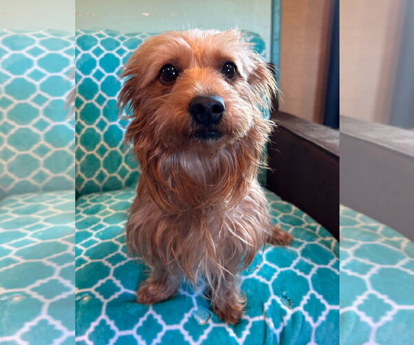 Medium Photo #5 Mutt Puppy For Sale in Pacolet, SC, USA