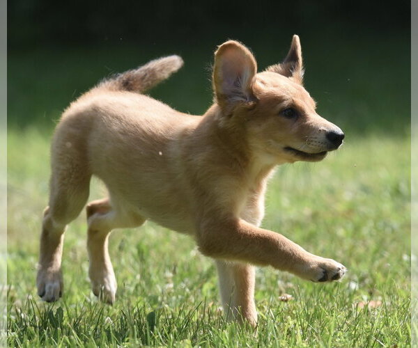 Medium Photo #3 Golden Retriever-Unknown Mix Puppy For Sale in Mechanicsburg, PA, USA