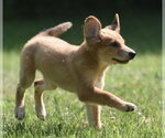 Small #2 Golden Retriever Mix
