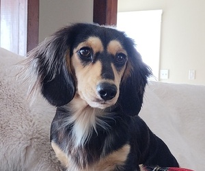 Mother of the Dachshund puppies born on 04/21/2025