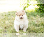 Small Photo #7 Pomeranian Puppy For Sale in WARSAW, IN, USA
