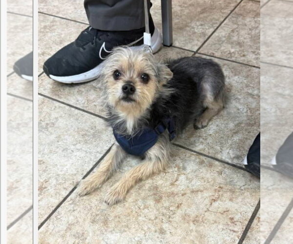 Medium Photo #3 Mutt Puppy For Sale in Grafton, WI, USA