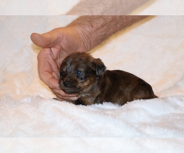 Medium Photo #10 Poodle (Toy)-YorkiePoo Mix Puppy For Sale in DYERSBURG, TN, USA