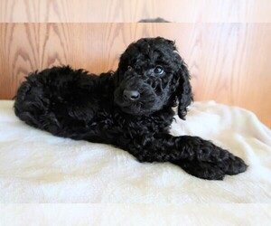 Poodle (Standard) Puppy for sale in INDIANAPOLIS, IN, USA
