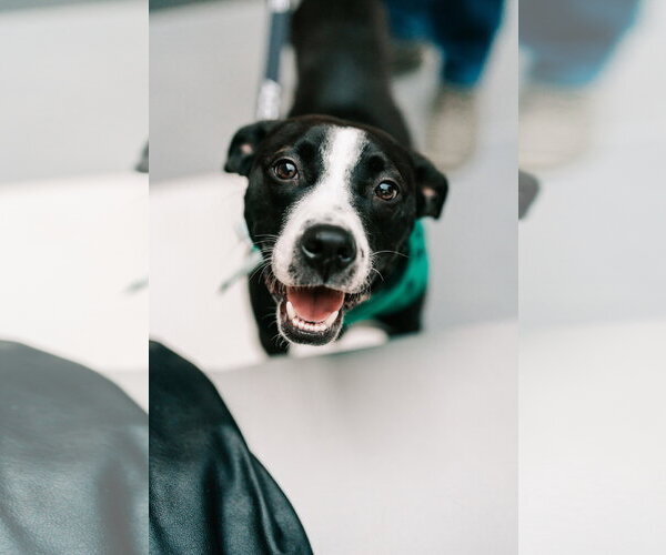 Medium Photo #6 Mutt Puppy For Sale in Oakhurst, NJ, USA