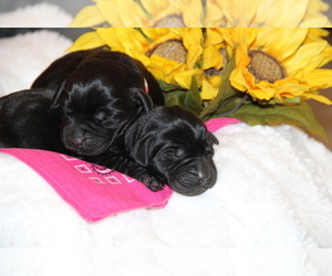 Labrador Retriever Puppy for sale in HYDE PARK, VT, USA
