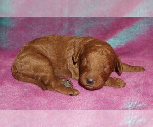 Labradoodle Puppy for sale in LA HABRA, CA, USA