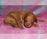 Image preview for Ad Listing. Nickname: red 1