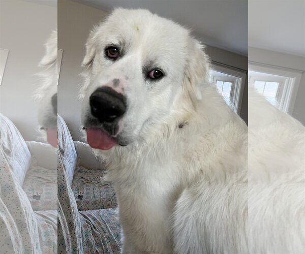 Medium Photo #1 Great Pyrenees Puppy For Sale in Monkton, MD, USA