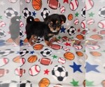 Puppy Travis Shorkie Tzu