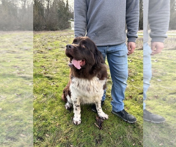 Medium Photo #1 Newfoundland Puppy For Sale in VANCOUVER, WA, USA