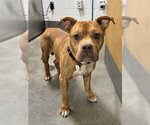 Small American Bulldog