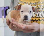 Small #1 American Staffordshire Terrier-Boxer Mix